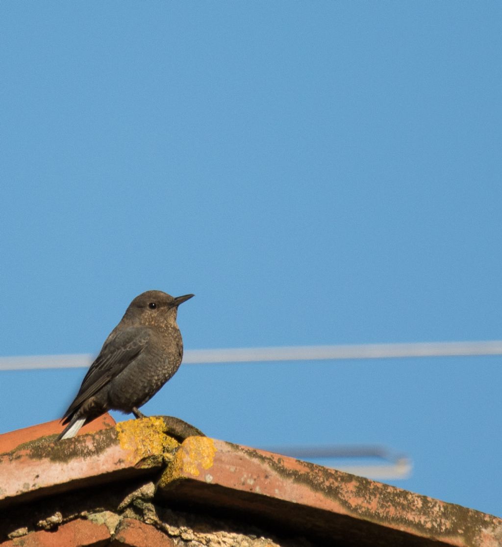 Passero solitario  (Monticola solitarius) ♀